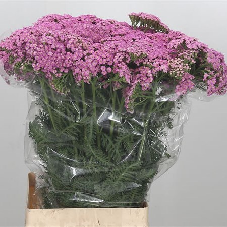 Achillea Pink Lady