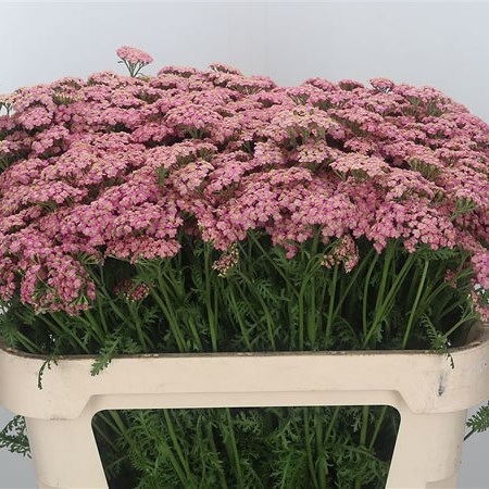 Achillea Pink Lady