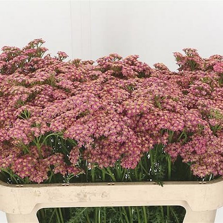 Achillea Pomelo
