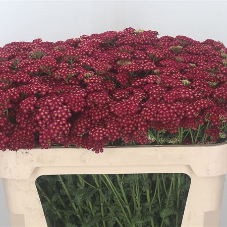 Achillea Rednek