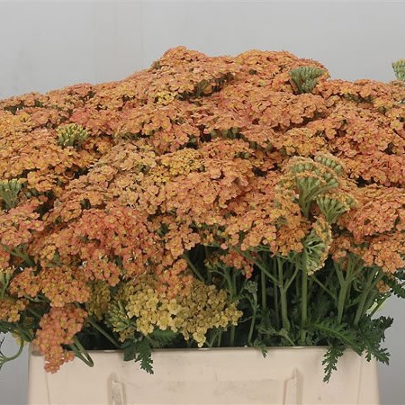 Achillea Surpreme Apricot Sunset