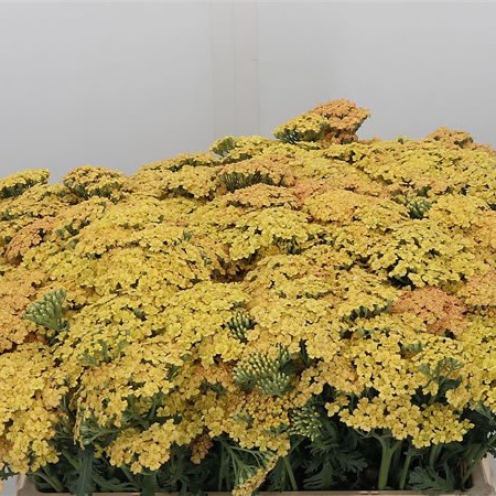 Achillea Surpreme Golden Sunset