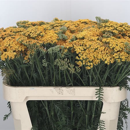 Achillea Terra Cotta