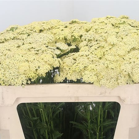 Achillea Vanilla Dream