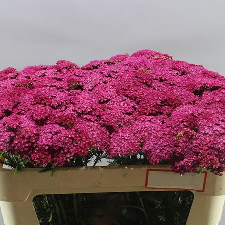 Achillea Velvet Dream