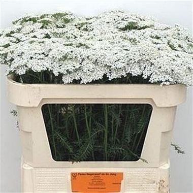 Achillea White Beauty