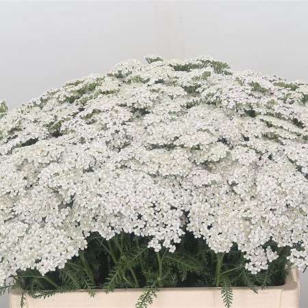 Achillea White Pure Beauty