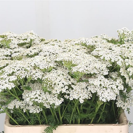 Achillea White Pure Beauty