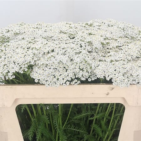 Achillea White Pure Beauty