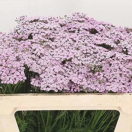 Achillea lilac beauty