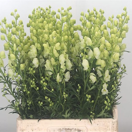 Aconitum Album Cream