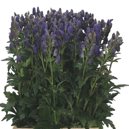 Aconitum Arendsii
