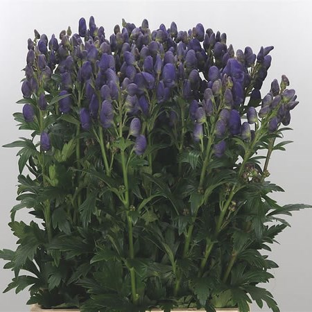 Aconitum Arendsii