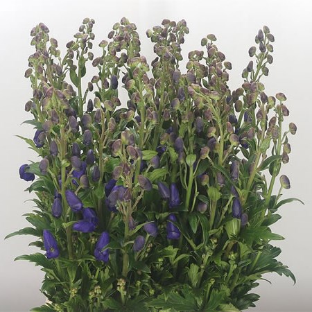 Aconitum Carmichaelii Arendsii