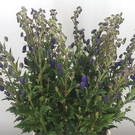 Aconitum Carmichaelii Arendsii (Extra)