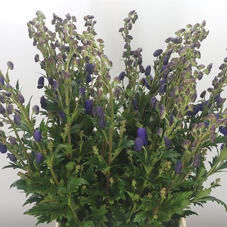 Aconitum Carmichaelii Arendsii (Extra)