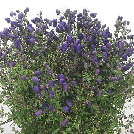 Aconitum Sparks Variety
