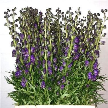 Aconitum napellus