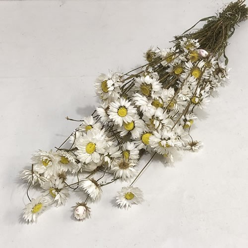 Acrolinium White (Dried)