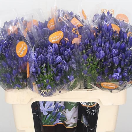 Agapanthus Atlantic Ocean Blue