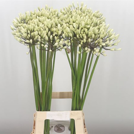 Agapanthus Barcelona (Extra)