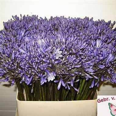 Agapanthus dr brouwer