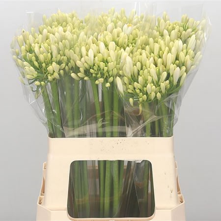 Agapanthus Gletsjer