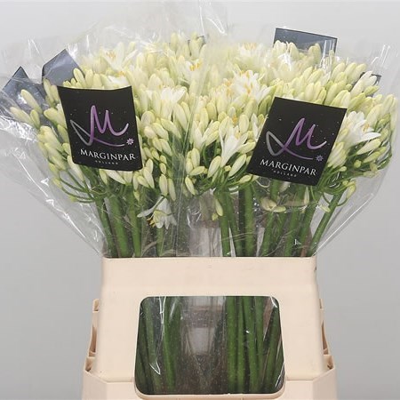 Agapanthus Gletsjer