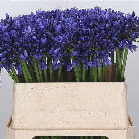 Agapanthus Heidy (Extra)