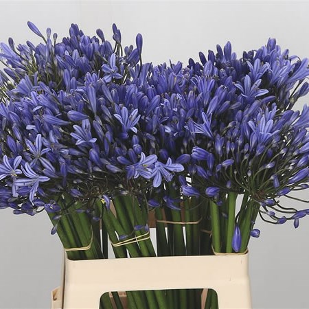 Agapanthus Intermedia