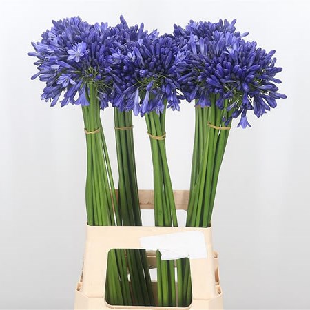 Agapanthus Intermedia
