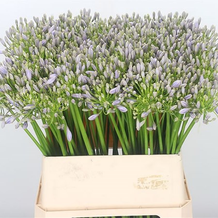 Agapanthus Lilac Flash