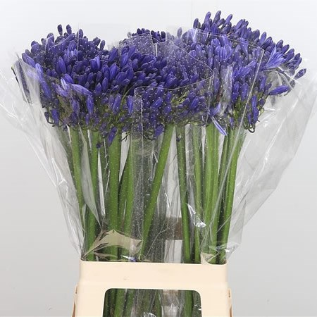 Agapanthus Mediterranee