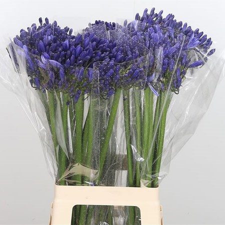Agapanthus Mediterranee