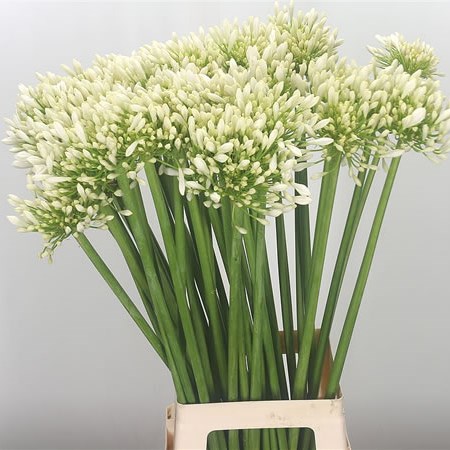 Agapanthus Praecox Meoni