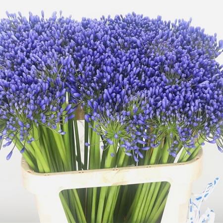 Agapanthus Queen Of Ocean