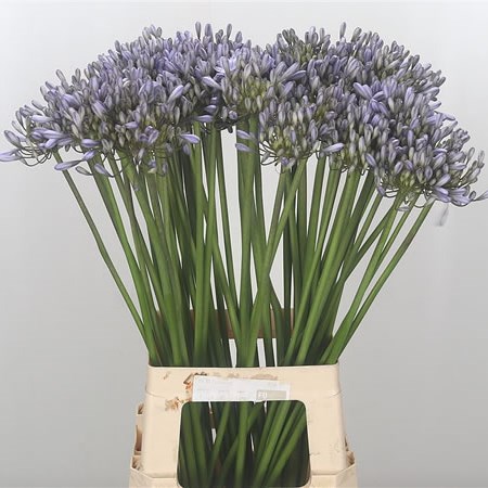 Agapanthus Silberpfeil Lilac