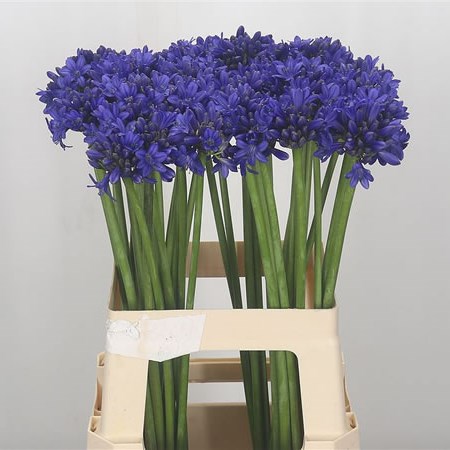 Agapanthus Sofie