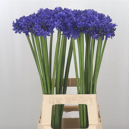 Agapanthus Sofie