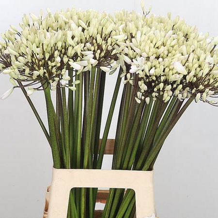 Agapanthus Spalding