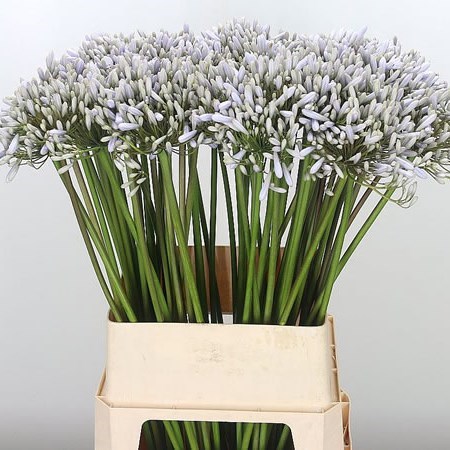 Agapanthus Swedish Grey (Extra)