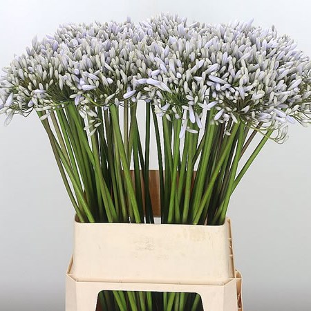 Agapanthus Swedish Grey (Extra)