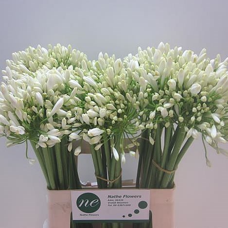 Agapanthus Umbellatus Albus