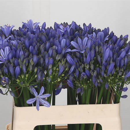 Agapanthus Uri