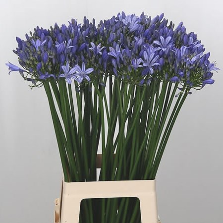 Agapanthus Uri