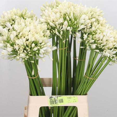 Agapanthus White