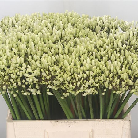 Agapanthus White (Extra)