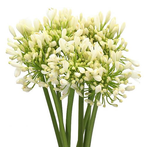 Agapanthus White Heaven