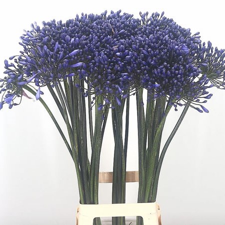 Agapanthus Windsor