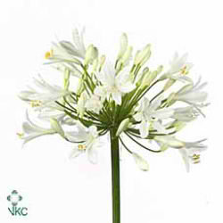 Agapanthus snow star